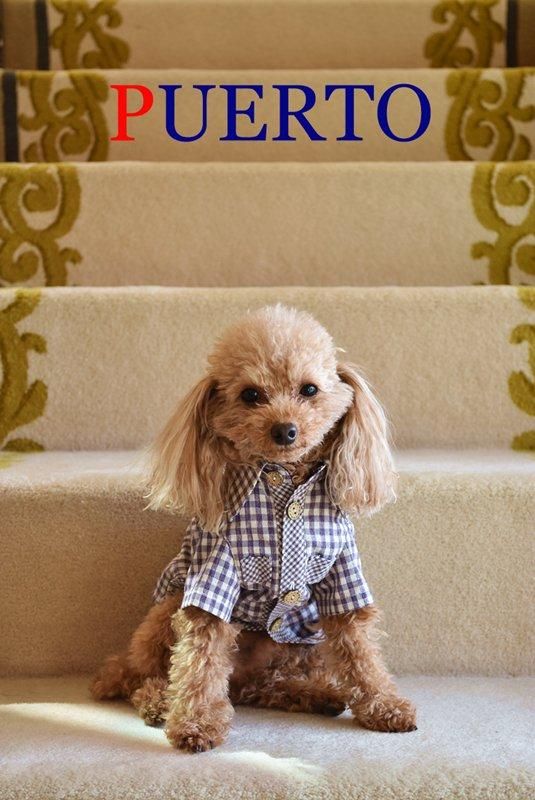 犬　服　プエルト　レース　ワンピース 犬服 PUERTO プエルト GG MADE IN TOKYO.