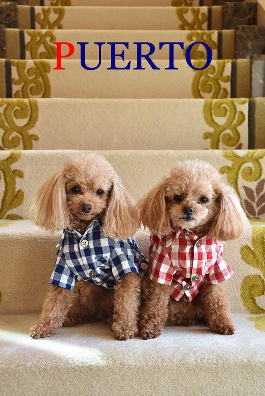 犬服のPUERTO