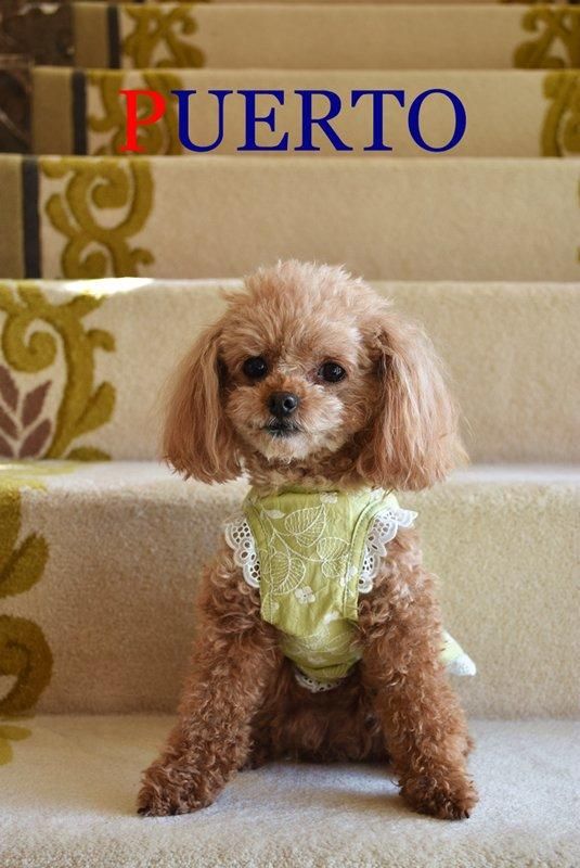 犬服PUERTO  クラシカルシャツ1ハーフ&蝶ネクタイ　セット 犬服 PUERTO プエルト GG MADE IN TOKYO.
