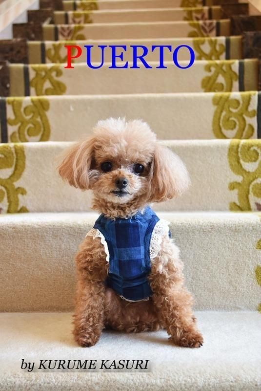 楽天市場】 小型犬 ダウンジャケット コート 中型犬 ドッグ