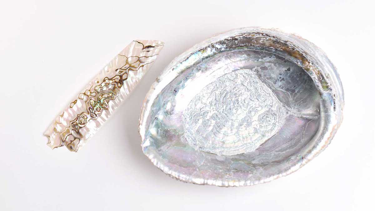 アワビの貝殻とアワビの螺鈿素材
