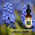 ●グレープヒヤシンス (Grape Hyacinth)　１５ｍｌ