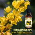 ●オレゴングレープ (Oregon Grape)　１５ｍｌ