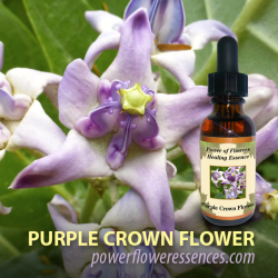 パープルクラウンフラワー Purple Crown Flower 世界のエッセンス ヒーリンググッツ ｍｏｔｈｅｒ ｍａｒｙ 世界のエッセンス ヒーリンググッツ ｍｏｔｈｅｒ ｍａｒｙ