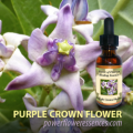 ●パープルクラウンフラワー (Purple Crown Flower)１５ｍｌ