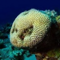 ◆13 ブレインコーラル　Brain Coral 　15ｍｌ