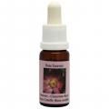 ʥ[Cinnamon Rose]#2