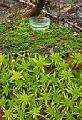 ʥ˥եʥࡡ⥹ Narnia Sphagnum Moss 30ml