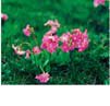 ԥ󥯥ץ顡Pink Primula15ml