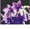 åץRock Primula15ml