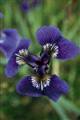 ●ワイルドアイリスWild Iris（アラスカン） 7,5ml