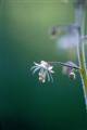 ●レースフラワーLace Flower（アラスカン） 7,5ml