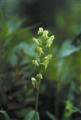 ●グリーンボグオーキッドGreen Bog Orchid（アラスカン） 7,5ml