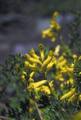 ●ゴールデンコリダリスGolden Corydalis（アラスカン） 7,5ml