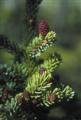 ●ブラック　スプルースBlack Spruce（アラスカン） 7,5ml