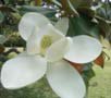 ۥ磻ȥޥΥꥢ White Magnolia