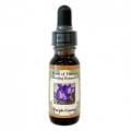 ѡץ륯å Purple Crocus