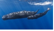 ■スパーム ホエール（マッコウクジラ）　Sperm Whale