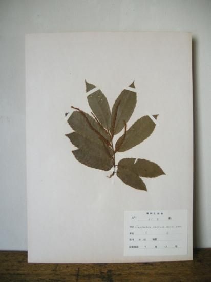 植物分類標本（9）「ぶな科・栗」 - ANTIQUE belle WEB SHOP