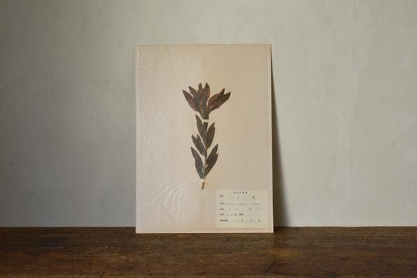 植物分類標本（26）「ゆり科・透百合」 - ANTIQUE belle WEB SHOP