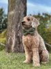 Dog Ribbon Tie