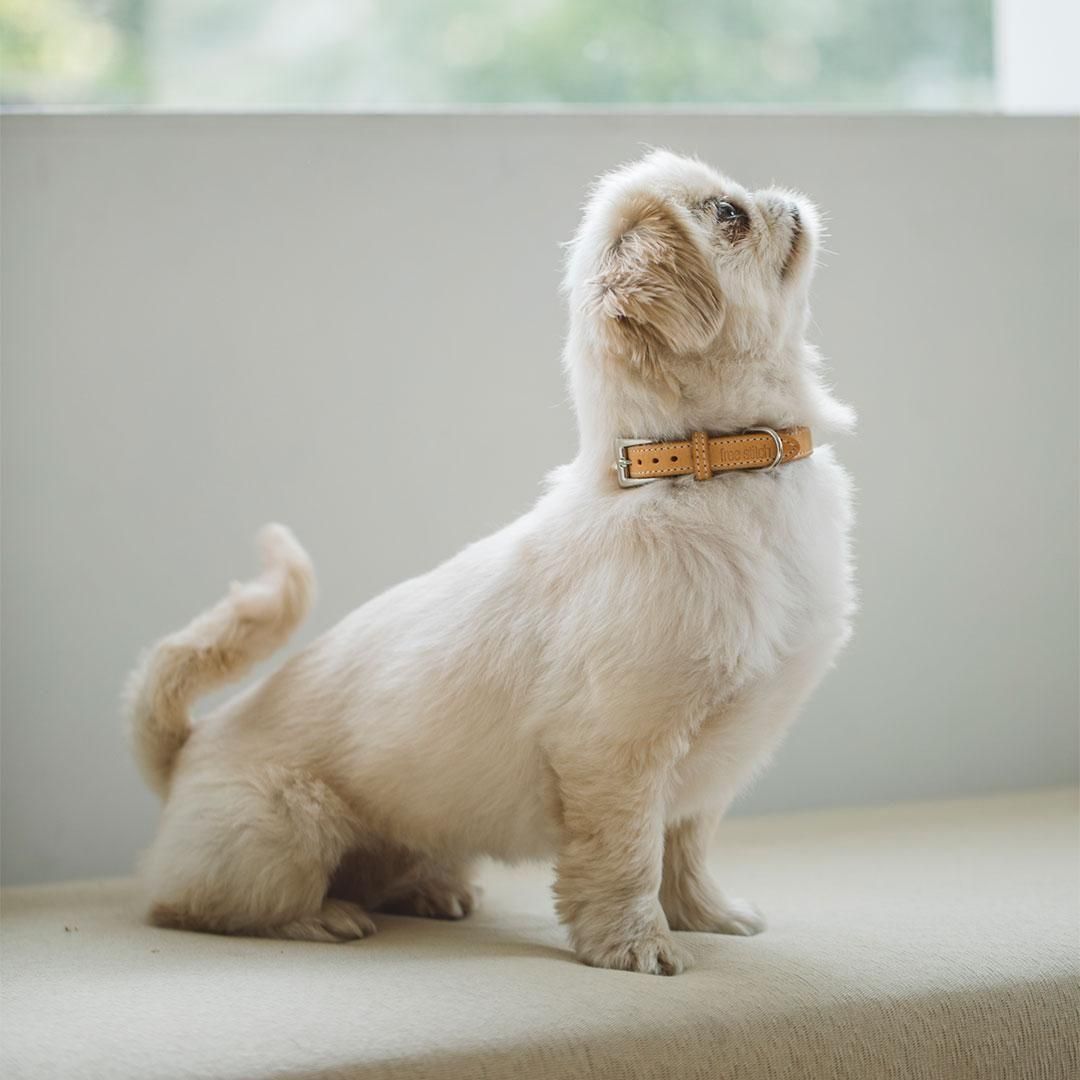 ヌメカラー ドッググッズ 猫グッズ通販 Free Stitch フリーステッチ