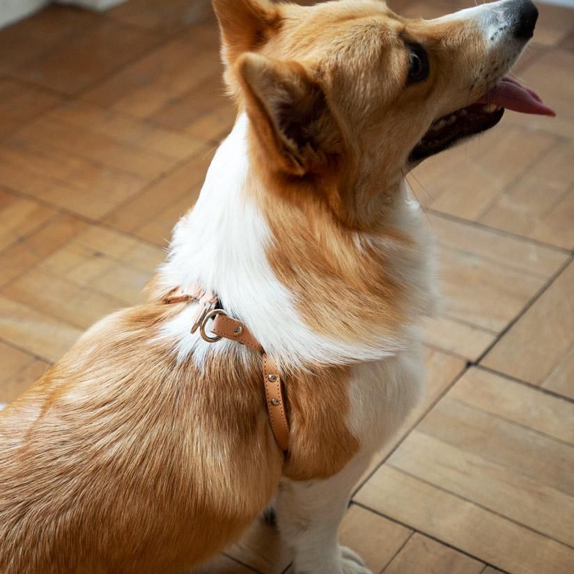 犬用　リード＆ハーネス　　ヌメ革ハーフマルチカラー ヌメリングワンタッチハーネス - ドッググッズ・猫グッズ通販