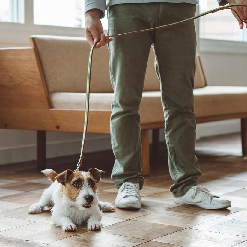 MONCLER ストライプリード Sサイズ サニーストライプリード - ドッググッズ・猫グッズ通販 free stitch