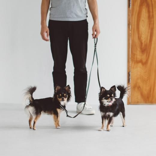 首輪 ハーネス リード より豊かな暮らしを愛犬と フリーステッチ Free Stitch はシンプルで良質な小型犬 中型犬 大型犬 のためのドッググッズブランドです 首輪 ハーネス リード より豊かな暮らしを愛犬と フリーステッチ Free Stitch はシンプルで良質な小型犬 中型犬 大型犬 のためのドッググッズブランドです