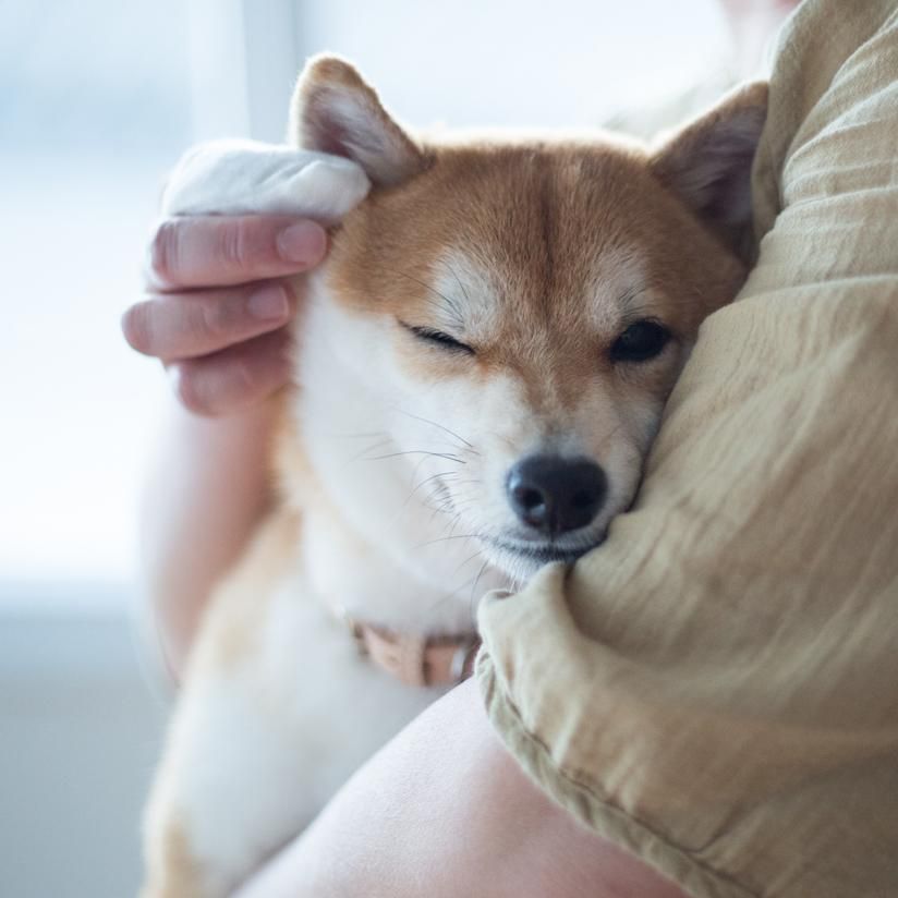 より豊かな暮らしを愛犬と フリーステッチ Free Stitch はシンプルで良質な小型犬 中型犬 大型犬のためのドッググッズブランドです