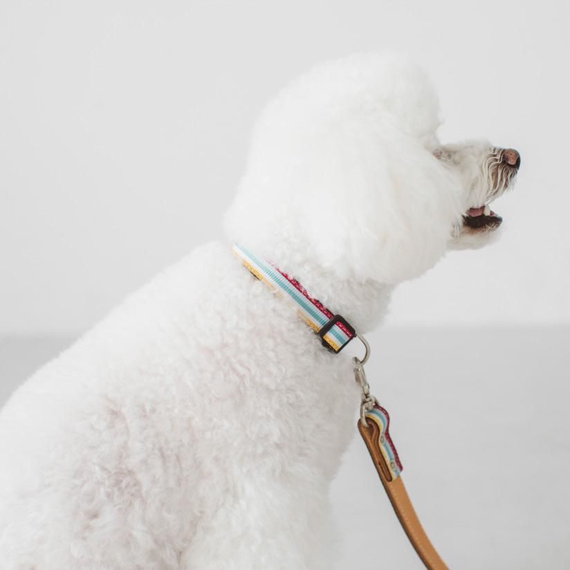 サニーストライプカラー - ドッググッズ・猫グッズ通販 free stitch