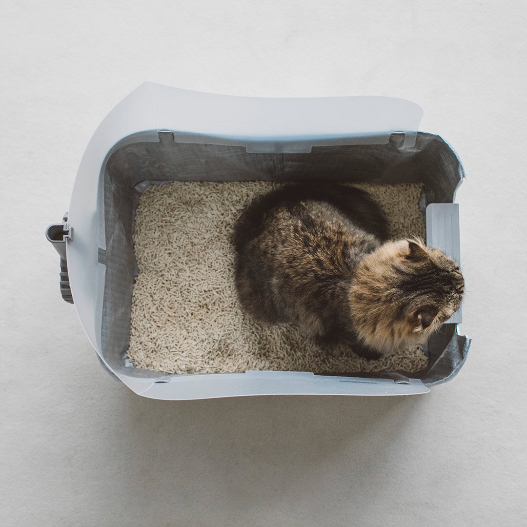 Modkat Litter Tray White - ドッググッズ・猫グッズ通販 free