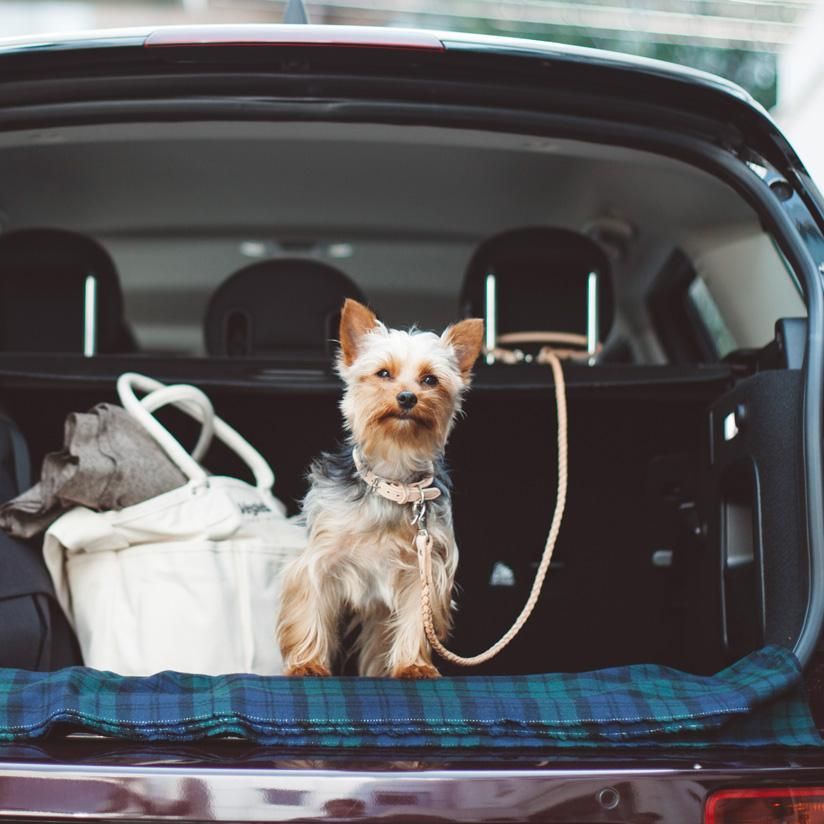 The Great Britain Dog Festival 19 この春 5 11 に千葉県のレイクウッズで数百頭 予定 が集まる大きなイギリス犬 オフ会開催決定しました The Great Britain Dog Festival 19 この春 5 11 に千葉県のレイクウッズで数百頭 予定 が集まる大きなイギリス犬 オフ会開催決定しました