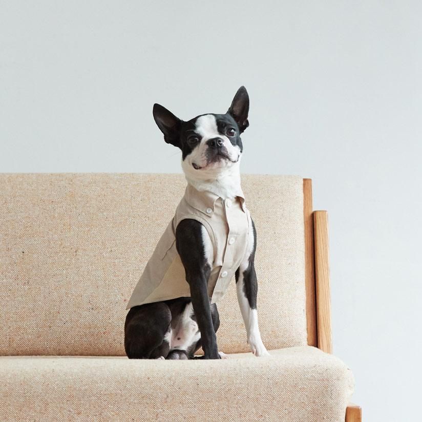 Boston Terrier Festival 2019 この秋に約300頭（予定）が集まる大きな