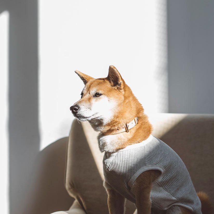 メーカー直送 オーダー専用犬服 再 マスクマンワッフルタンク 犬用品