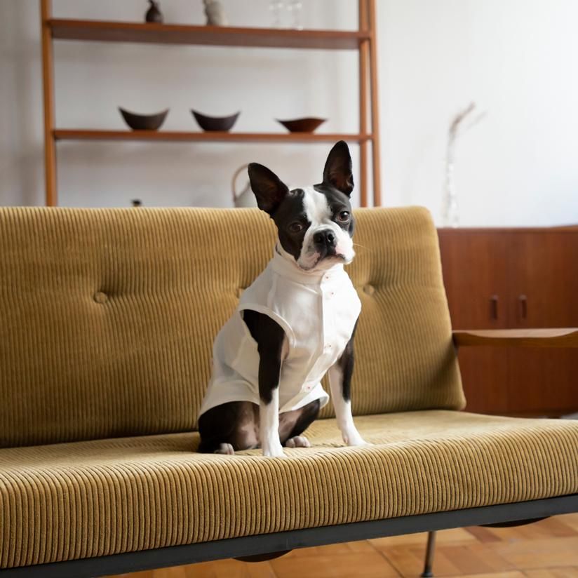 Boston Terrier Festival 2020 この秋に山梨県の山中湖で数百頭（予定