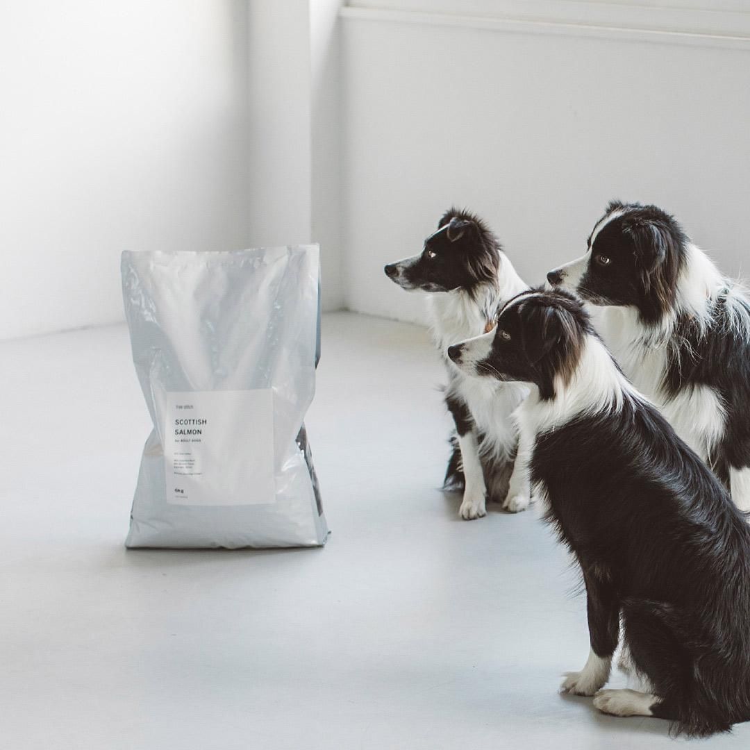 スコティッシュサーモン フォーアダルト ドッグ - ドッググッズ・猫