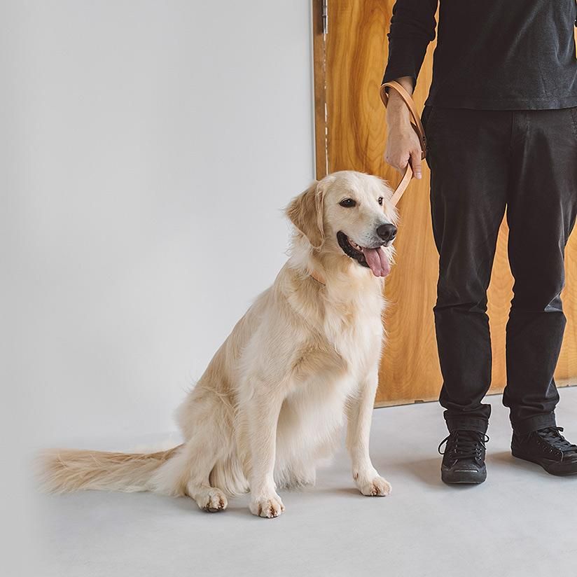 Retriever Day 21 この春に山梨県の山中湖交流プラザきららで数百頭 秋へ延期 が集まる大きなレトリーバーオフ会開催決定しました