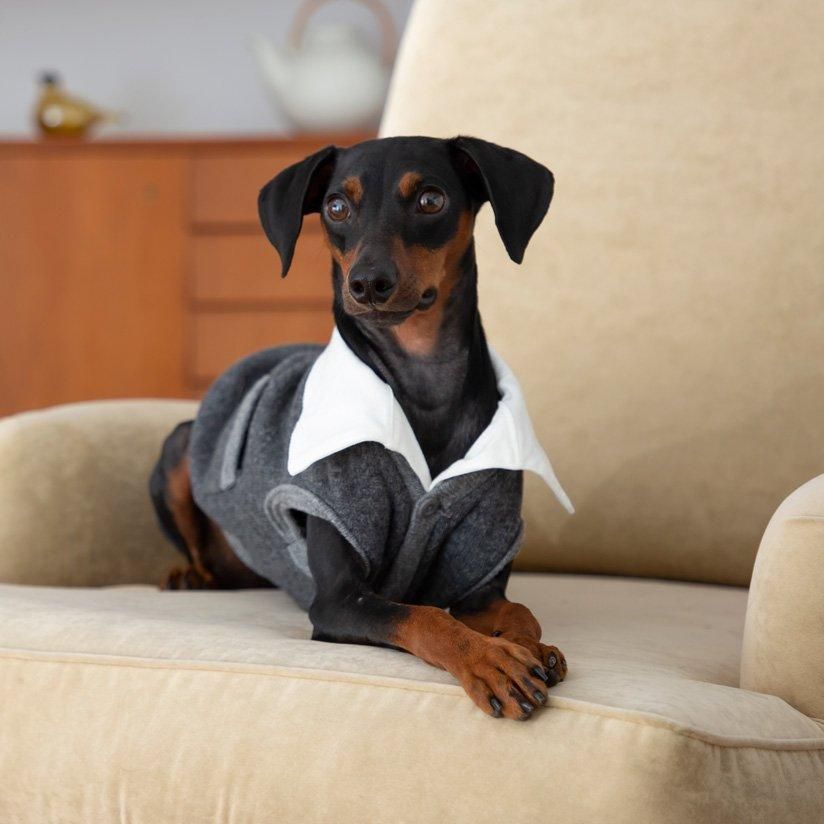 Pinscher Meet Up 21 この春 ピンシャー数百頭 予定 が集まる大きなオフ会イベントの開催が決定しました Pinscher Meet Up 21 この春 ピンシャー数百頭 予定 が集まる大きなオフ会イベントの開催が決定しました