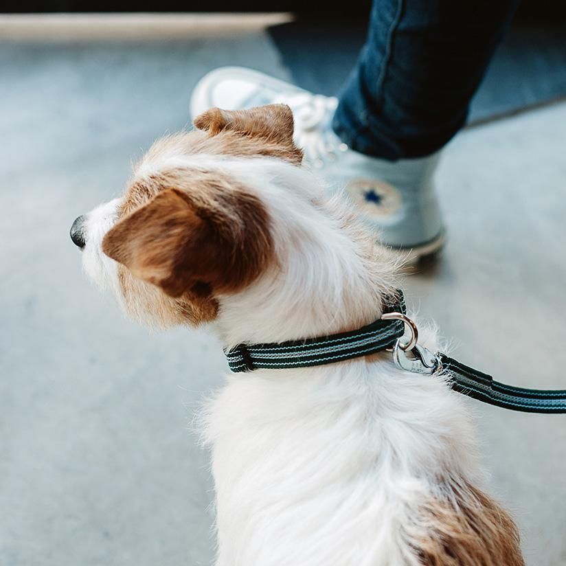 フレッシュストライプカラー - ドッググッズ・猫グッズ通販 free