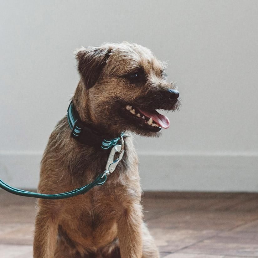 Paul Smith マルチカラーストライプ首輪 Paul Smith - 【新品未使用】ポールスミス 牛革 首輪 犬 マルチ