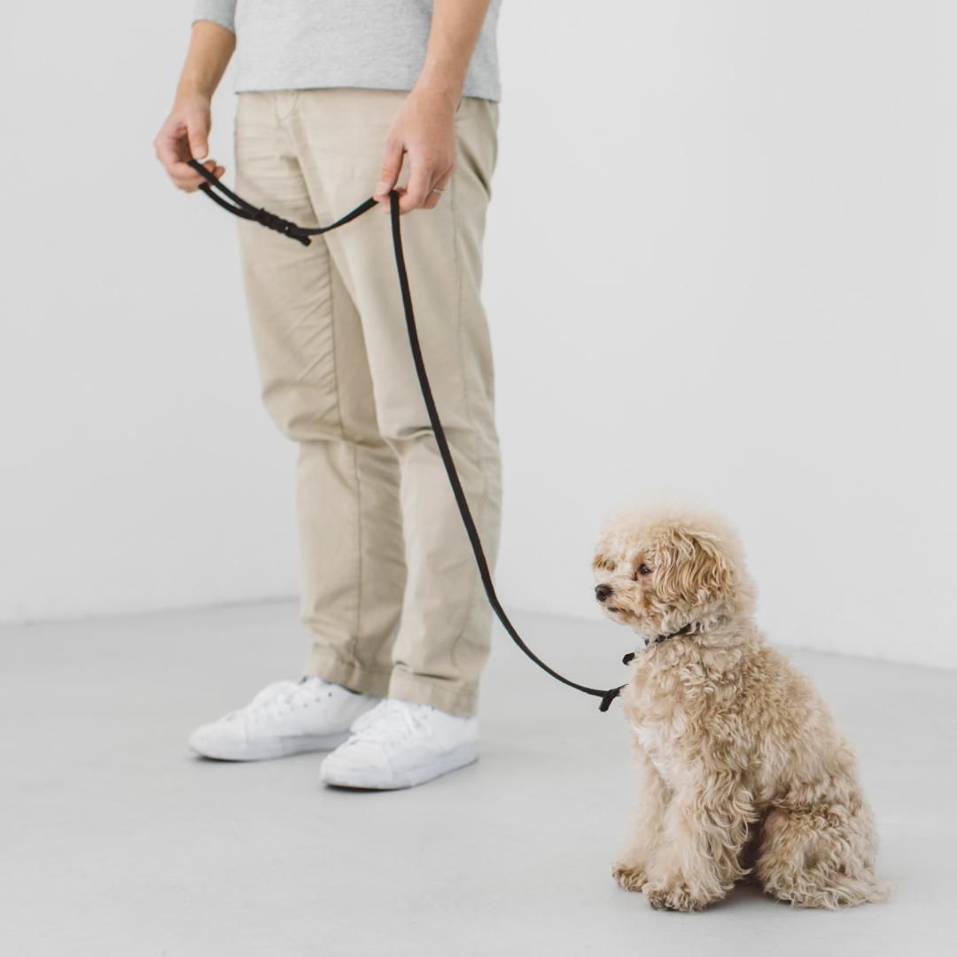 オイルレザー ブレイド リード - ドッググッズ・猫グッズ通販 free