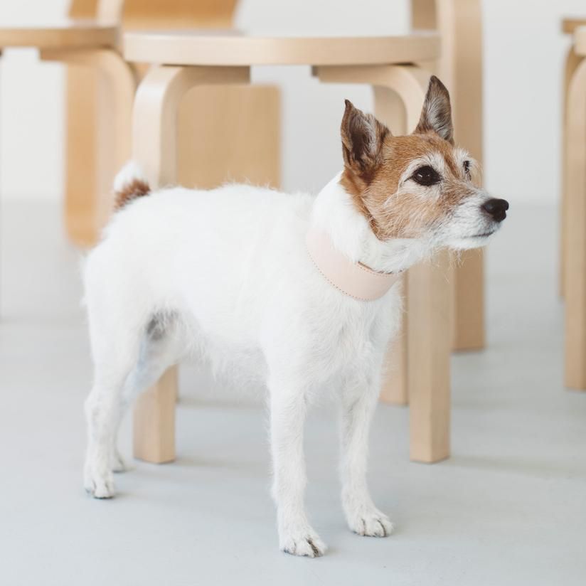 おしゃれな犬の首輪はドッググッズ 通販 販売のfreestitch おしゃれな犬の首輪はドッググッズ 通販 販売のfreestitch