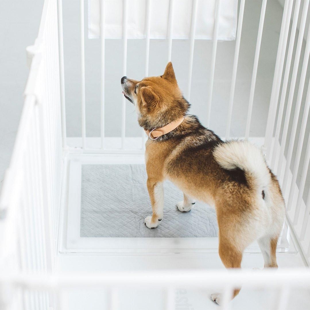 アクリル製トイレトレイ S - 犬