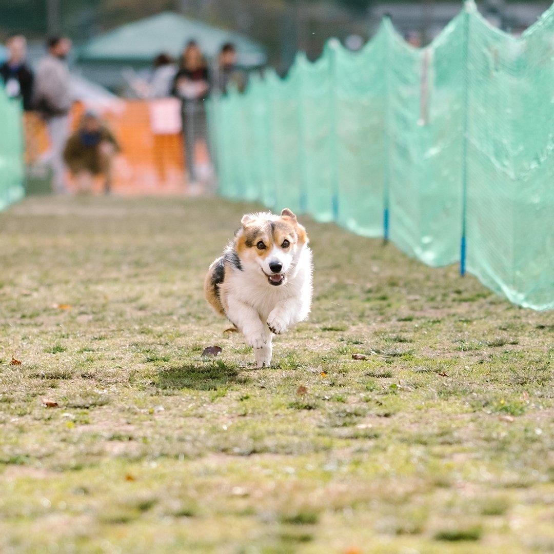 コーギー kogi_musu on X: 