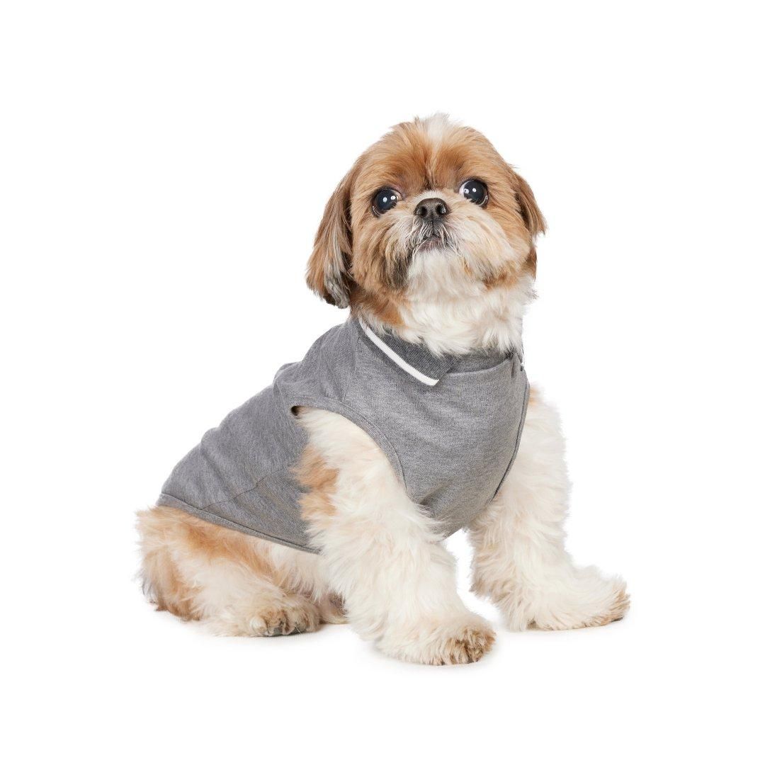 シーズーフェスティバル2025春 チャリティ撮影会予約ページ