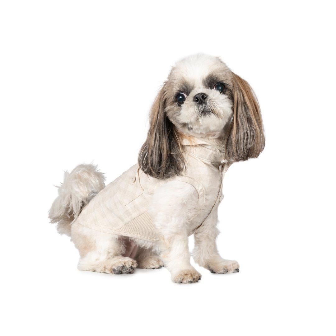 シーズーフェスティバル2025春 チャリティ撮影会予約ページ