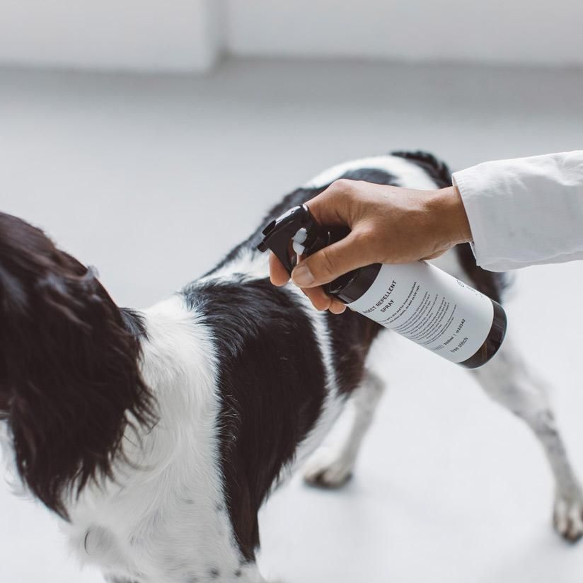 より豊かな暮らしを愛犬と フリーステッチ Free Stitch はシンプルで良質な小型犬 中型犬 大型犬のためのドッググッズブランドです