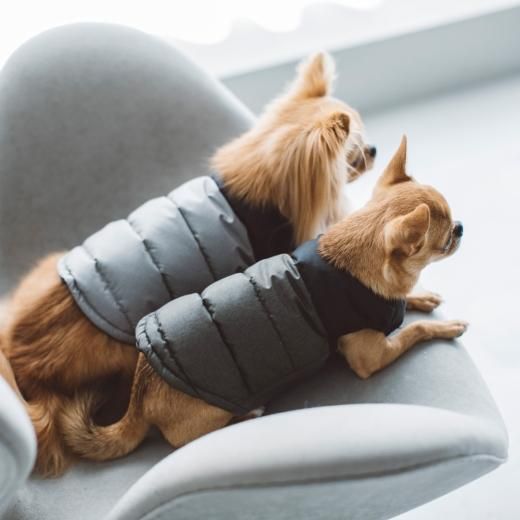 犬用のコートやジャケットはドッググッズブランド通販 販売のfree Stitch 犬用のコートやジャケットはドッググッズブランド通販 販売のfree Stitch