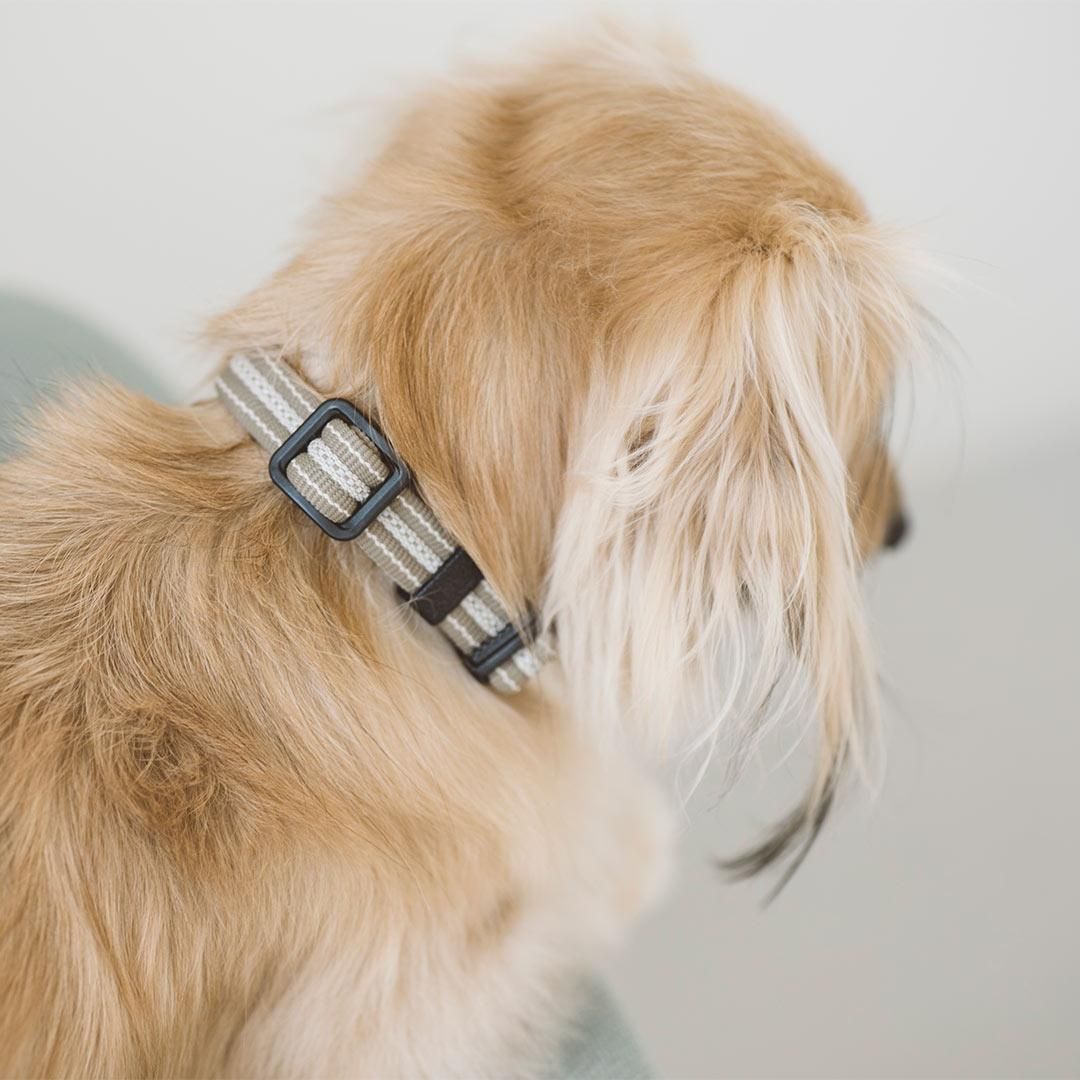 アンチオドール コンフォートカラー ドッググッズ 猫グッズ通販 Free Stitch フリーステッチ